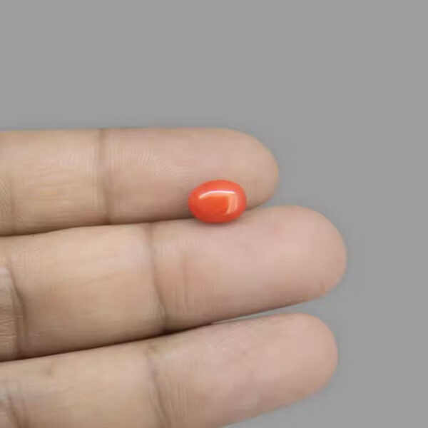 Coral (मूँगा)  | 50-60kg | 5 carat/5.45 Ratti - Image 2